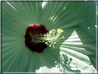 foto Fiori